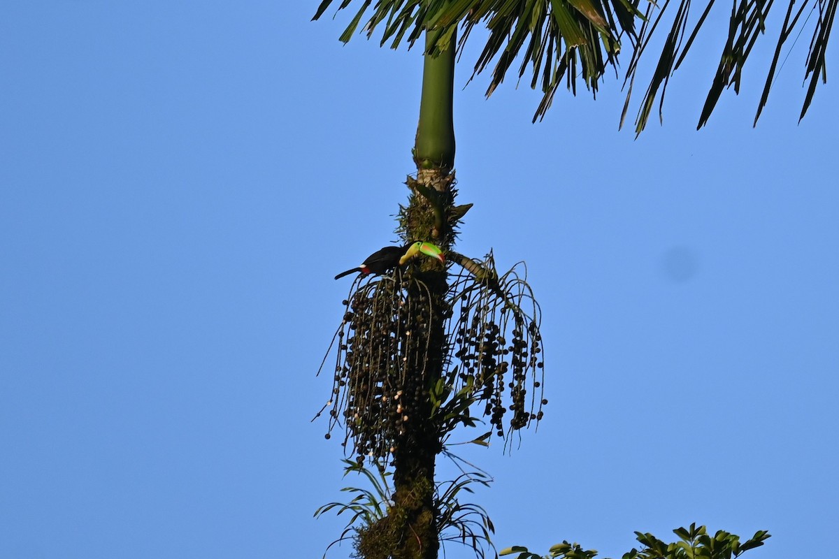 Keel-billed Toucan - ML627794376