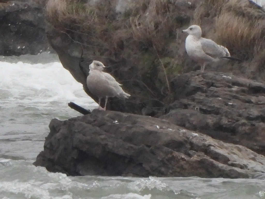 Iceland Gull (kumlieni) - ML627794387