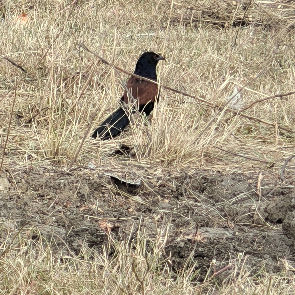 Greater Coucal - ML627794407