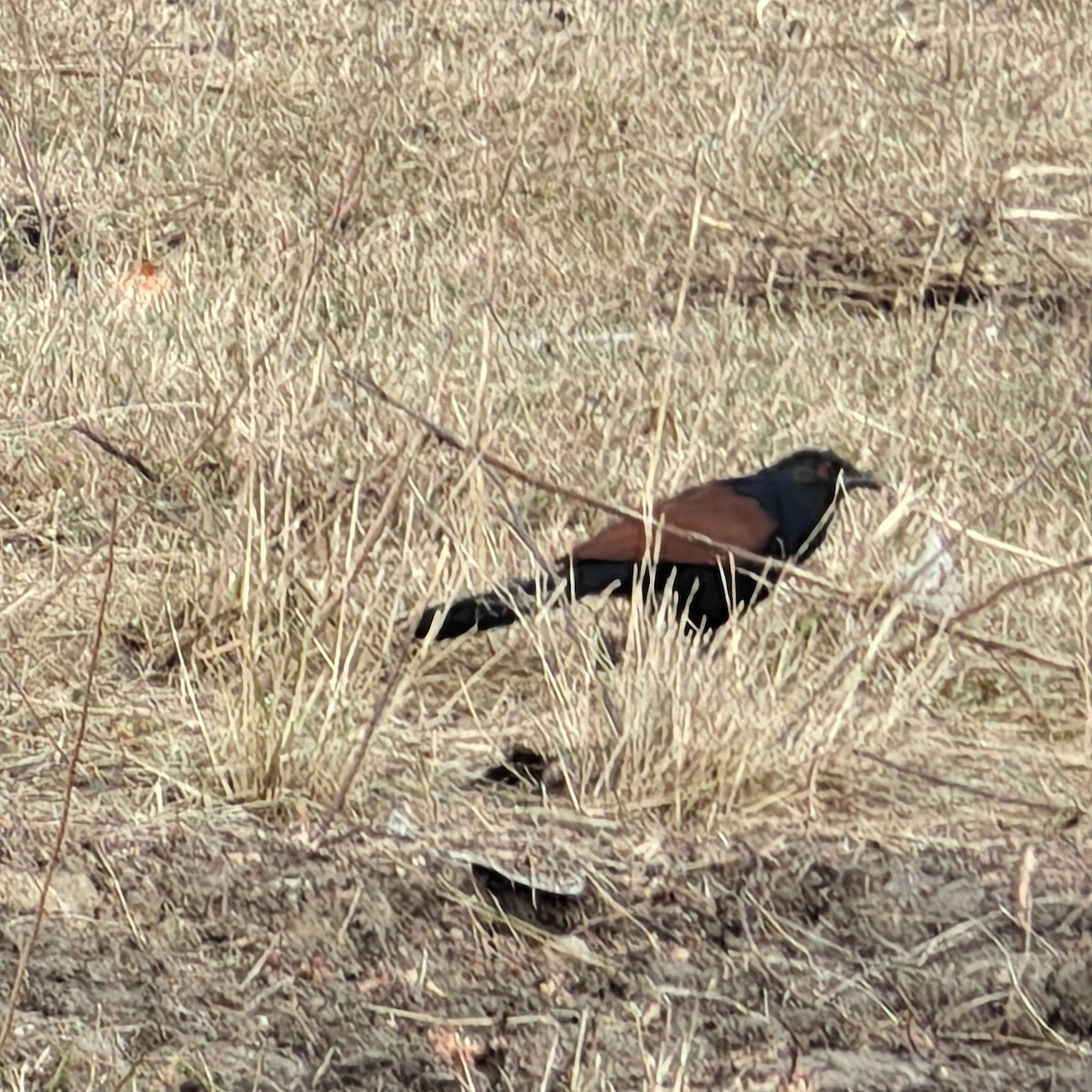 Greater Coucal - ML627794408