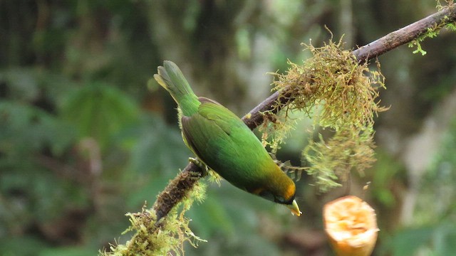 Red-headed Barbet - ML627794416