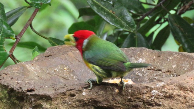 Red-headed Barbet - ML627794430