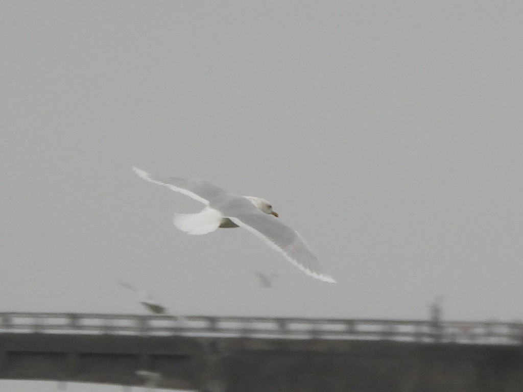 Iceland Gull (kumlieni) - ML627794431