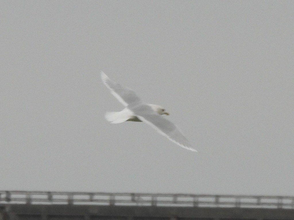 Iceland Gull (kumlieni) - ML627794432