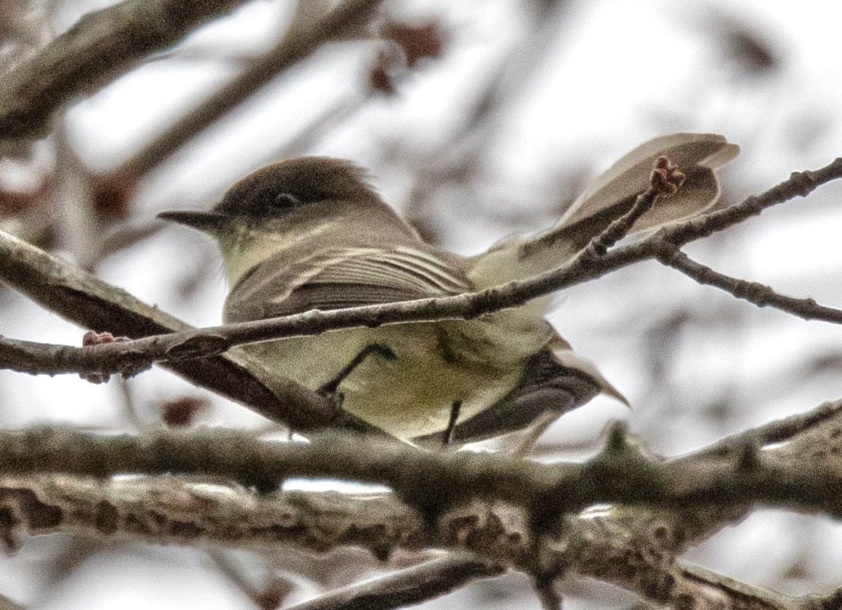 Eastern Phoebe - ML627794450