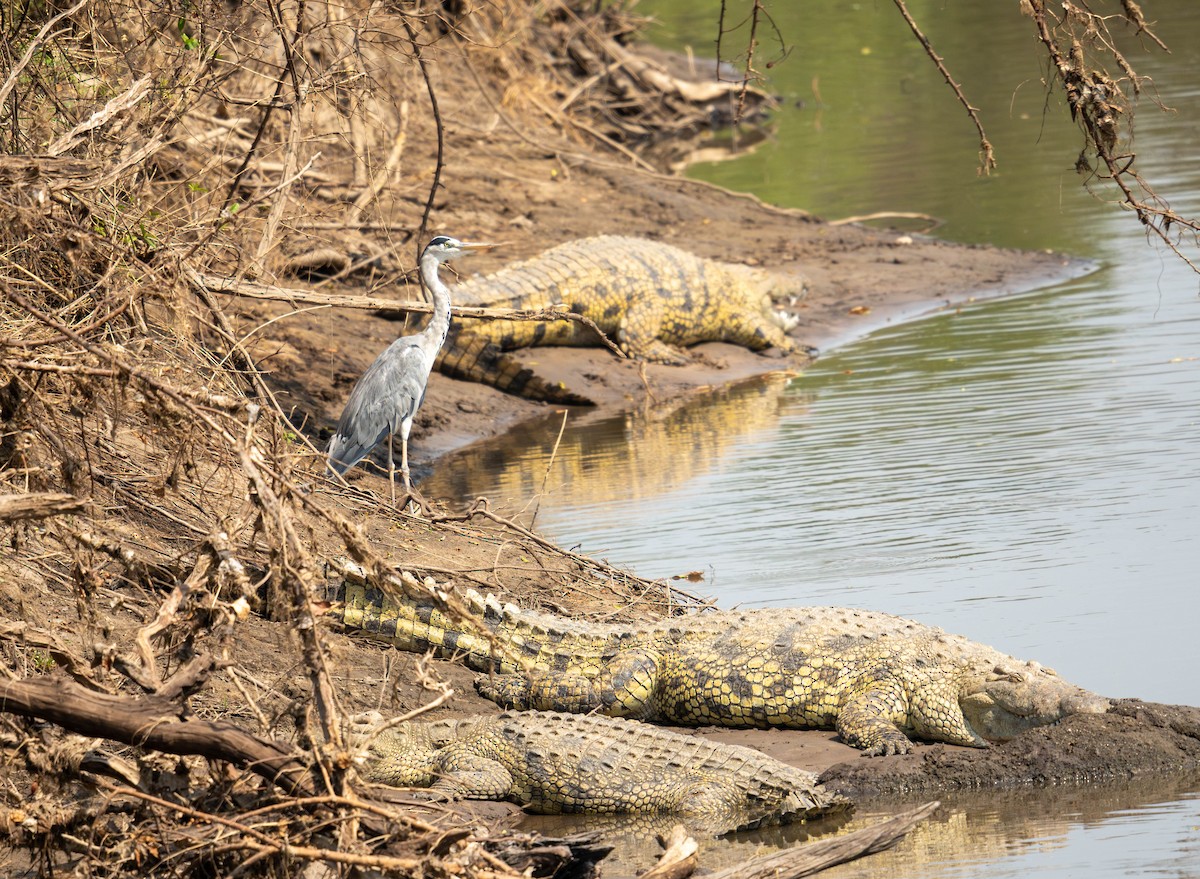 Gray Heron - ML627794457