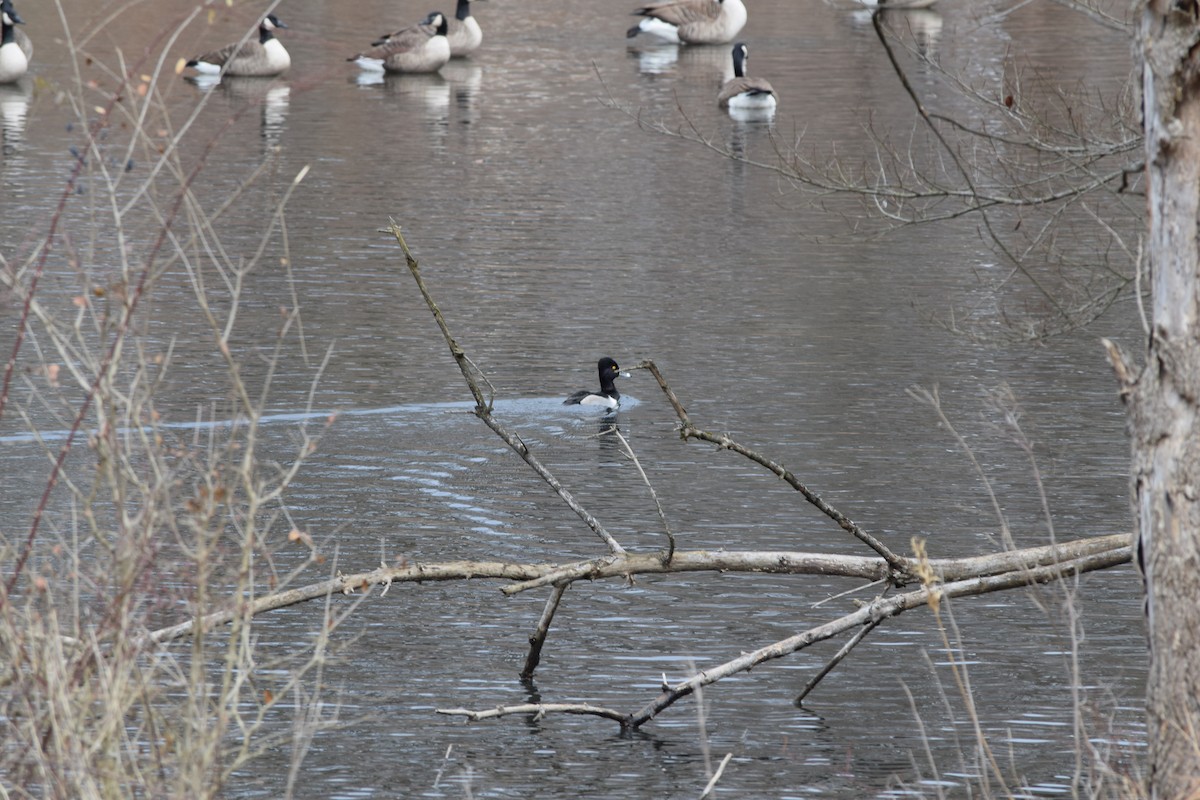 Ring-necked Duck - ML627794464