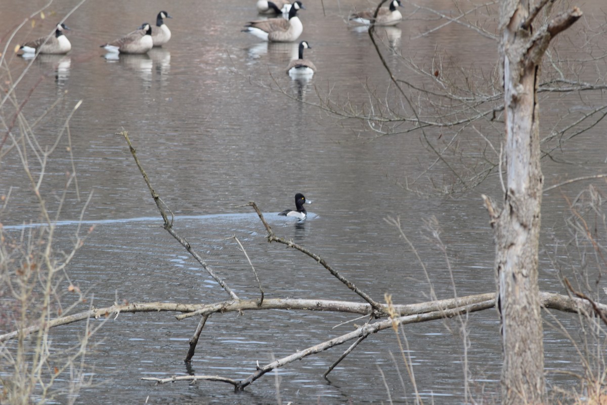 Ring-necked Duck - ML627794466