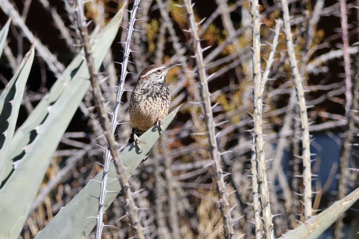 Cactus Wren - ML627794478