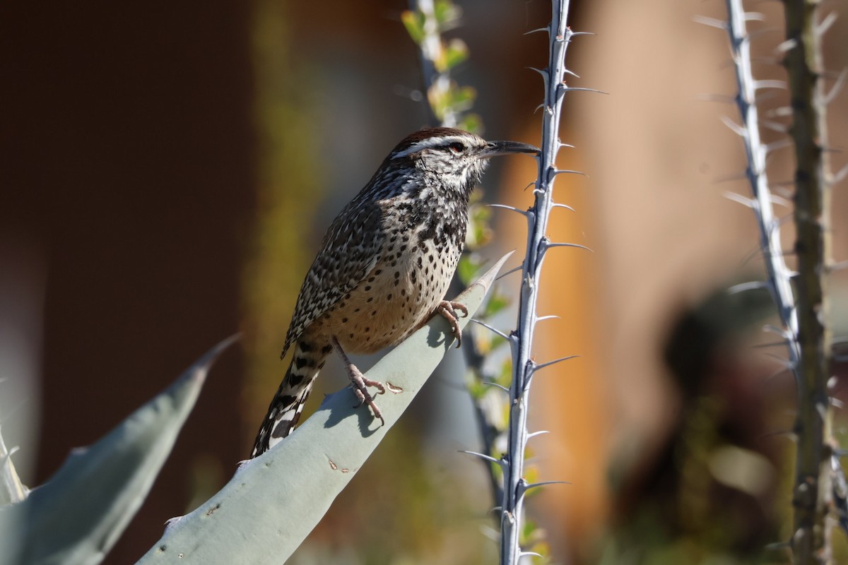 Cactus Wren - ML627794479