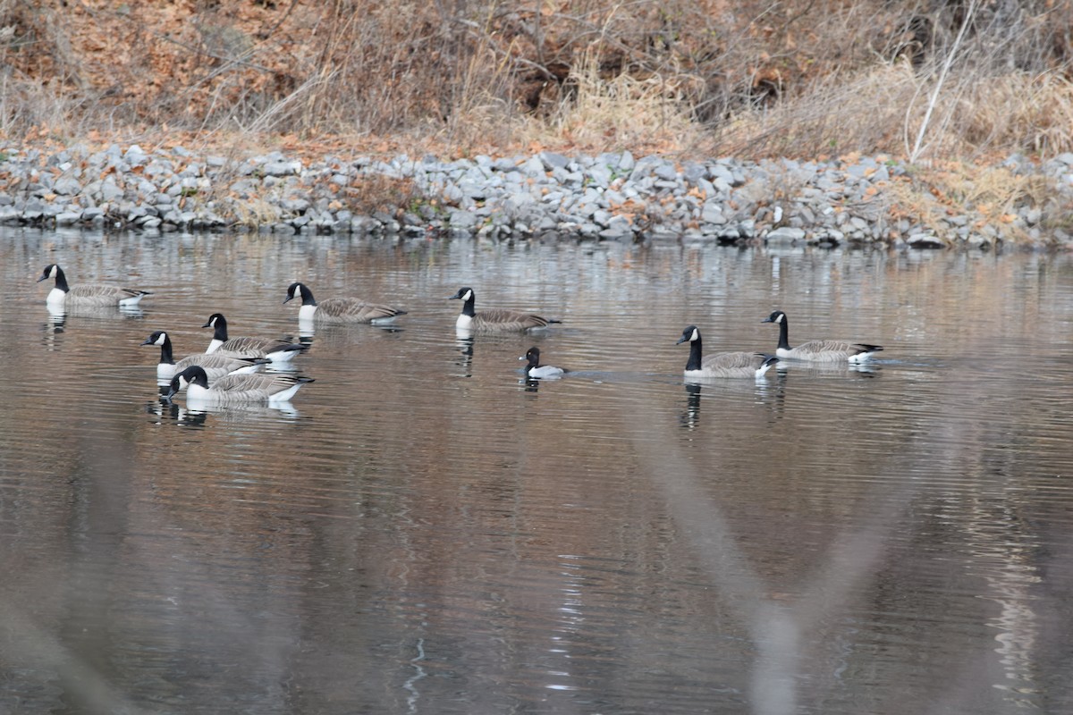 Ring-necked Duck - ML627794486