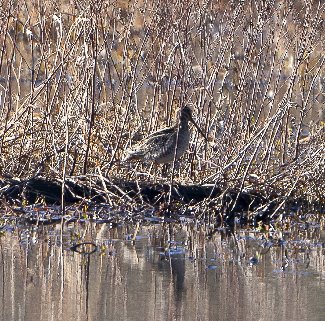 Wilson's Snipe - ML627794512