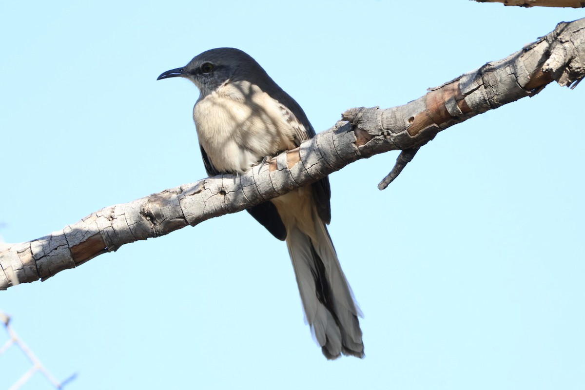 Northern Mockingbird - ML627794513