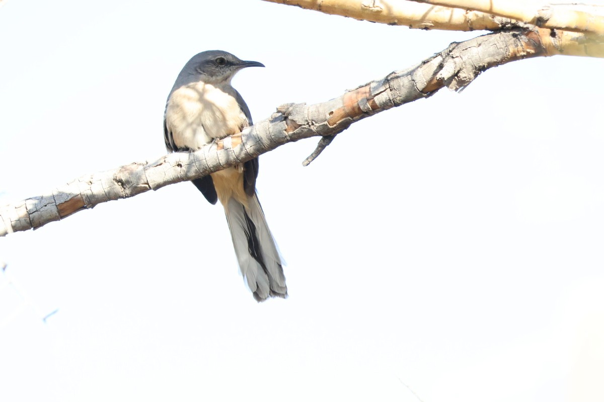 Northern Mockingbird - ML627794514