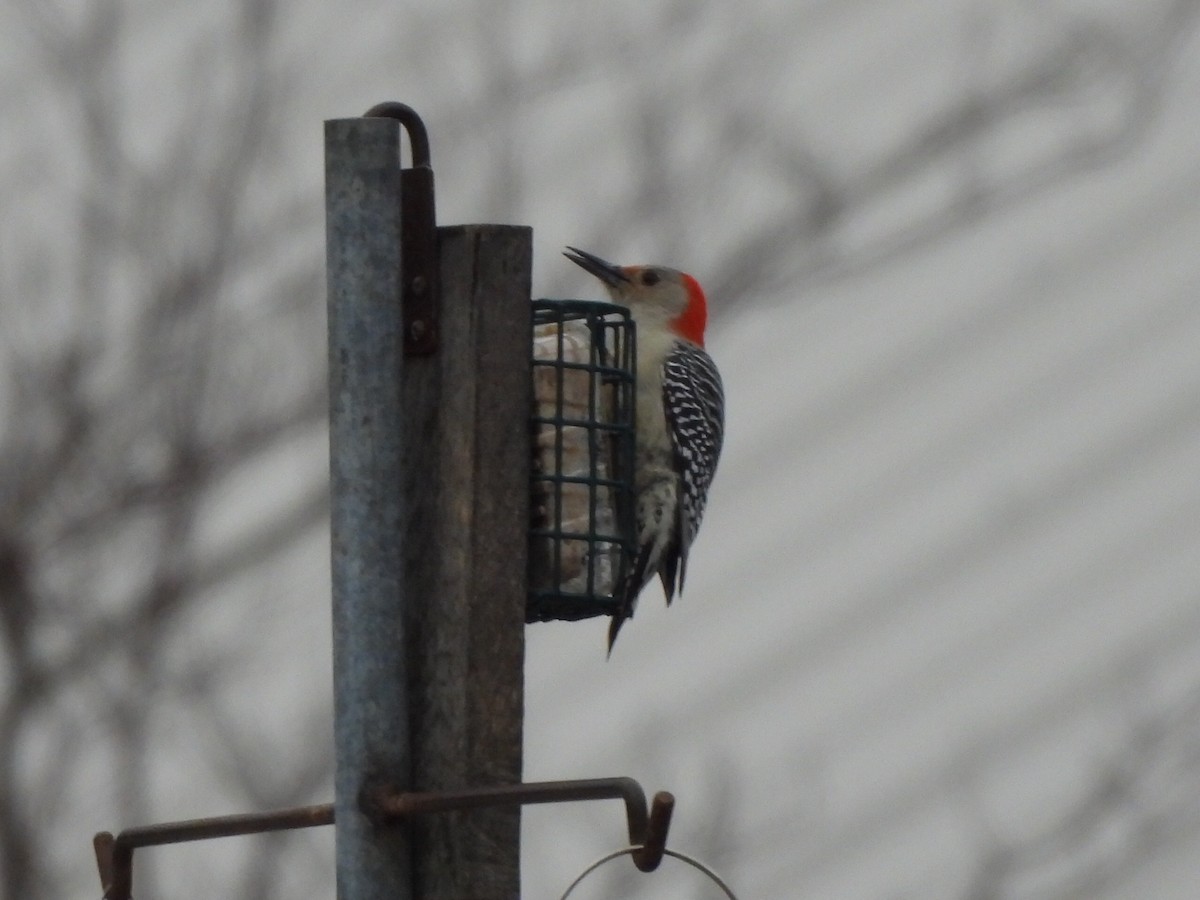 Red-bellied Woodpecker - ML627794569