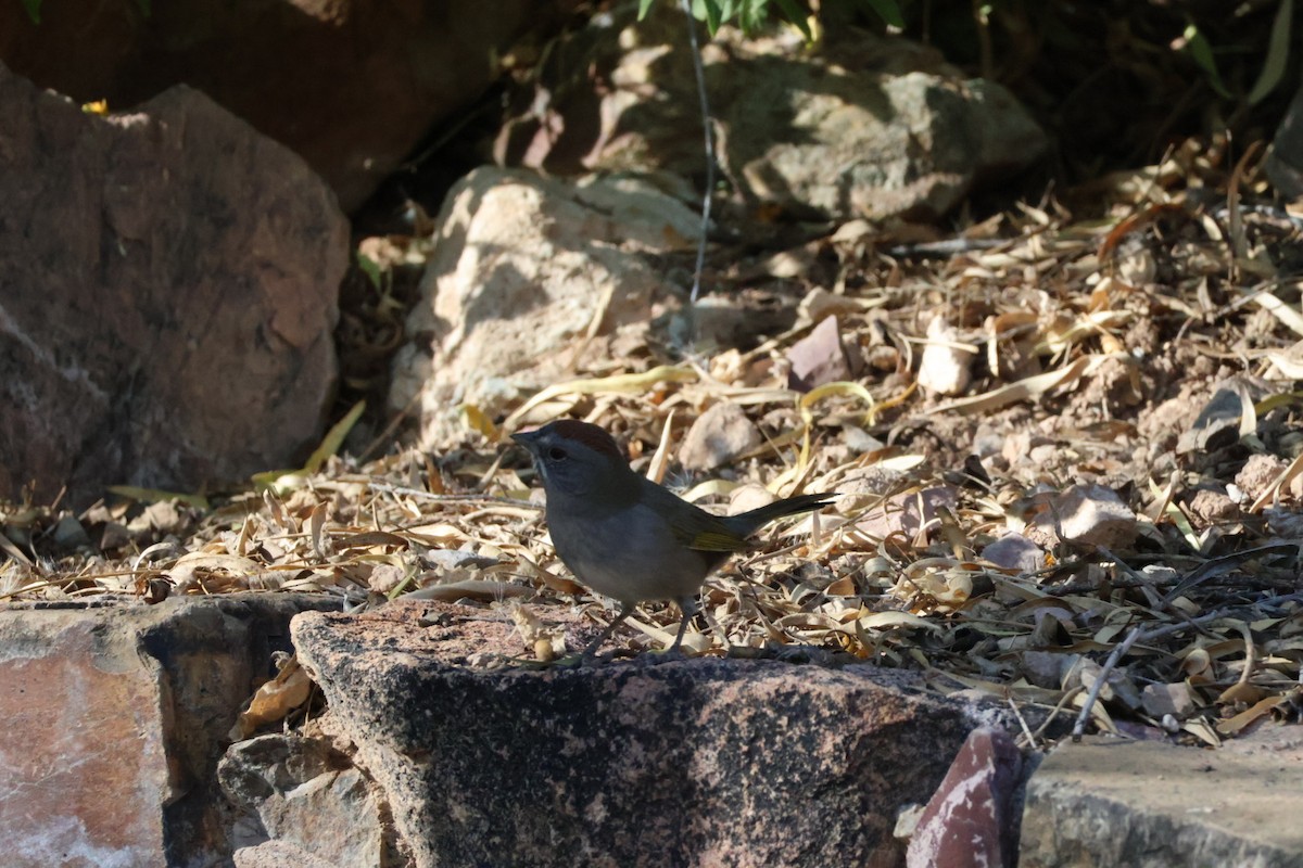 Green-tailed Towhee - ML627794573