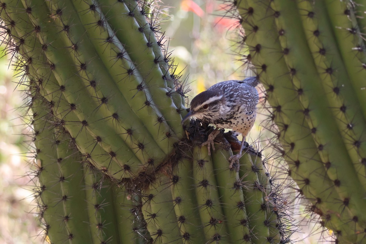 Cactus Wren - ML627794583