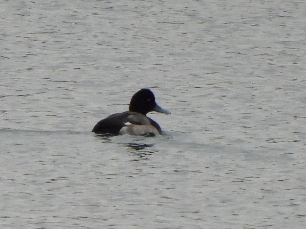 Lesser Scaup - ML627794584