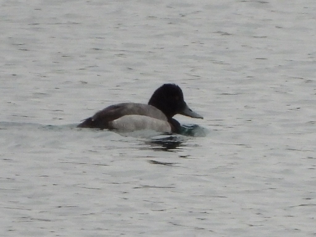 Lesser Scaup - ML627794585