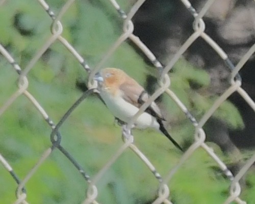 African Silverbill - ML627794599