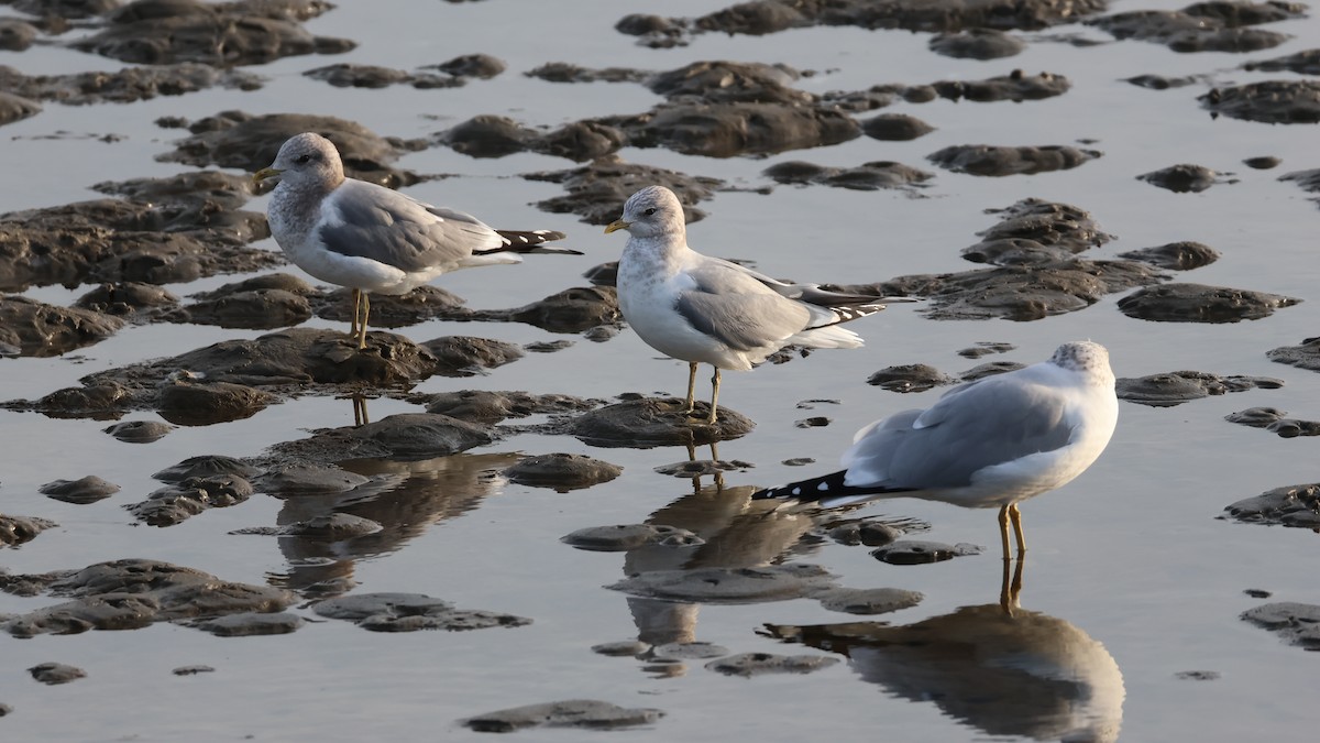 Short-billed Gull - ML627794630