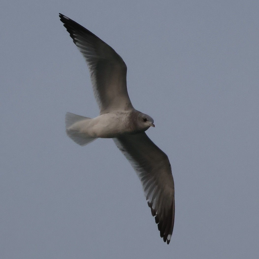 Short-billed Gull - ML627794635