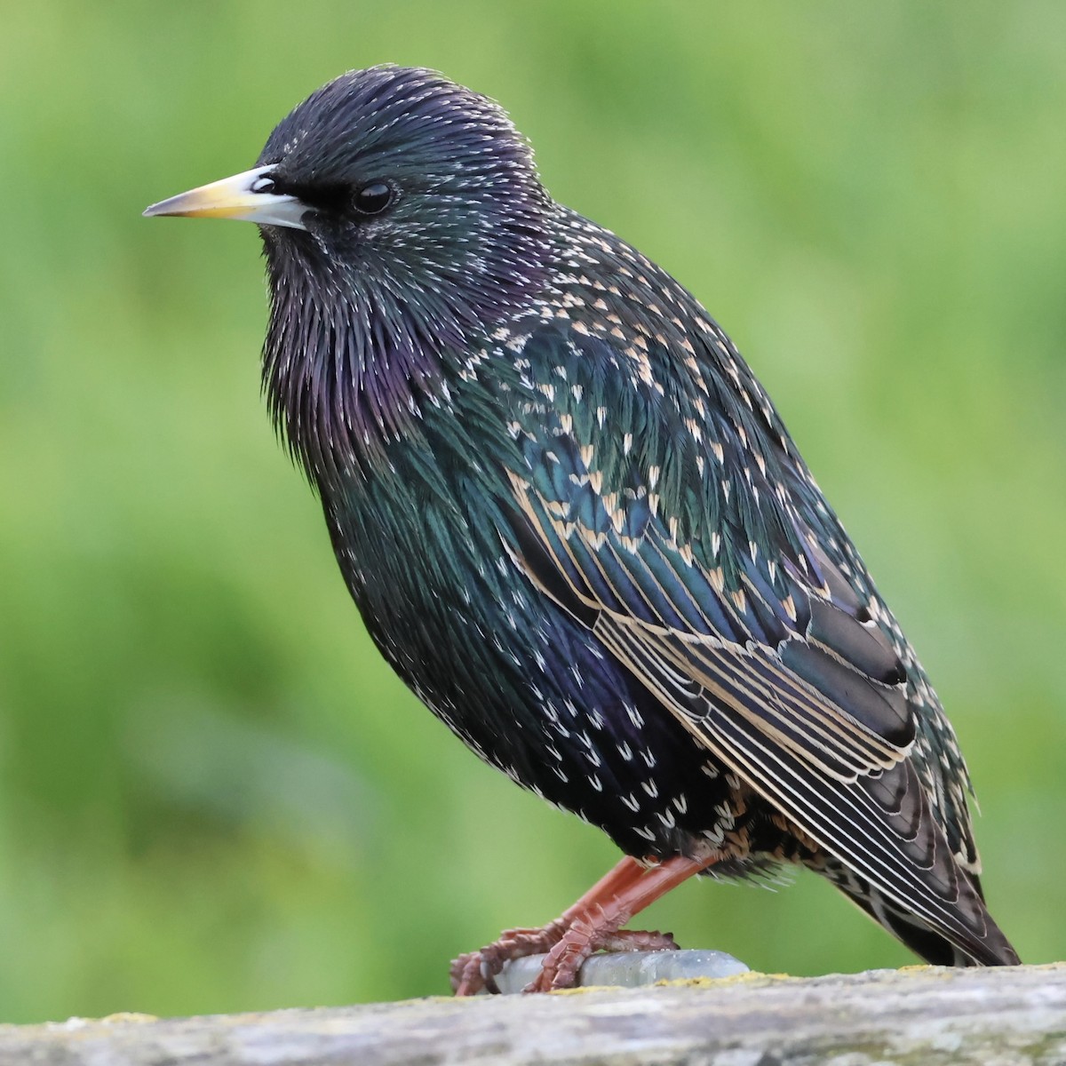 European Starling - ML627794670