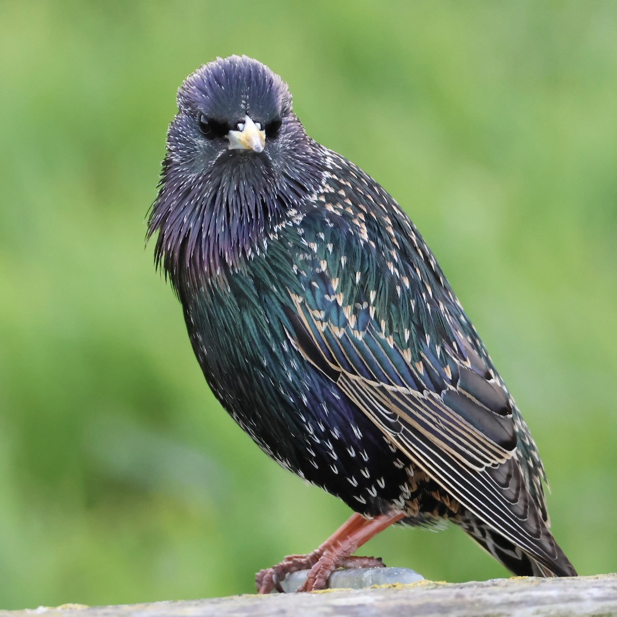 European Starling - ML627794671