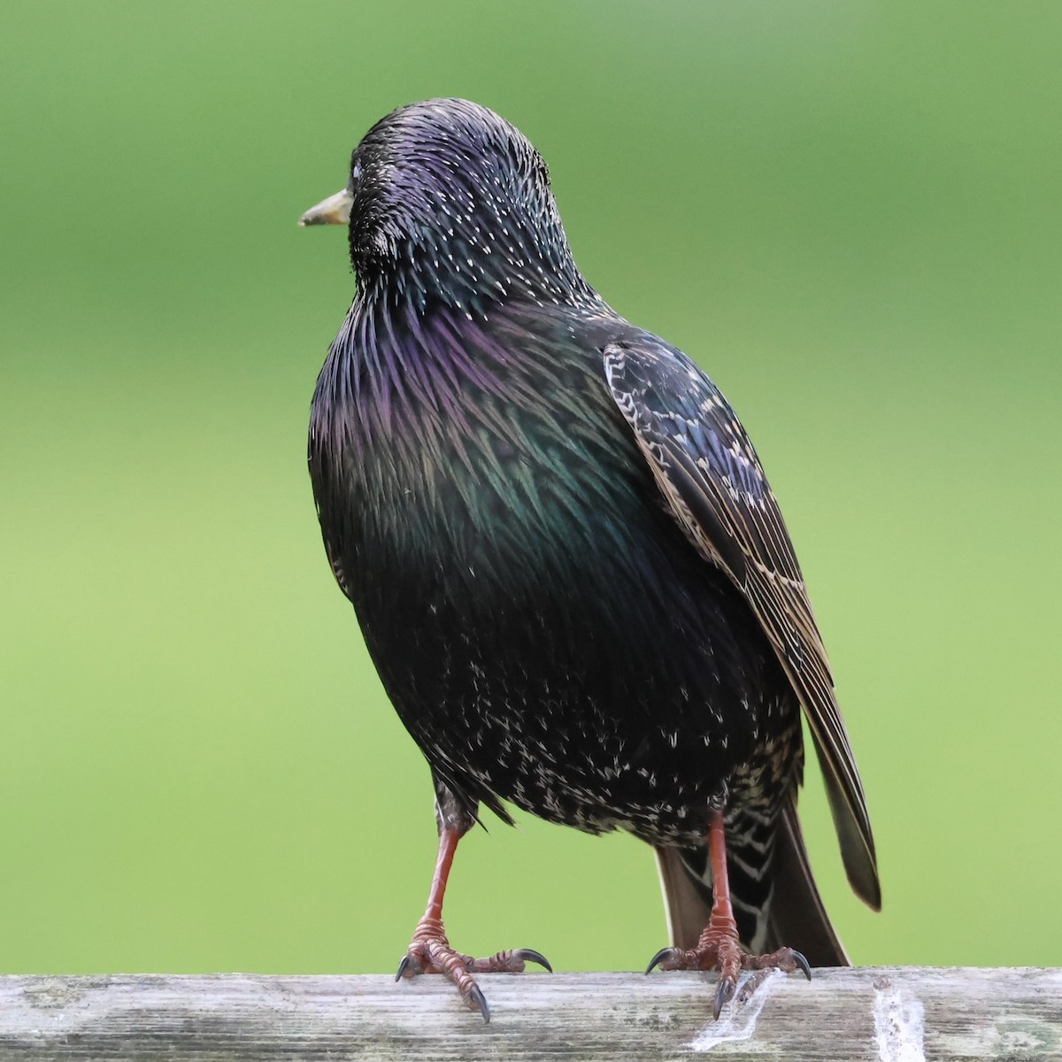 European Starling - ML627794672