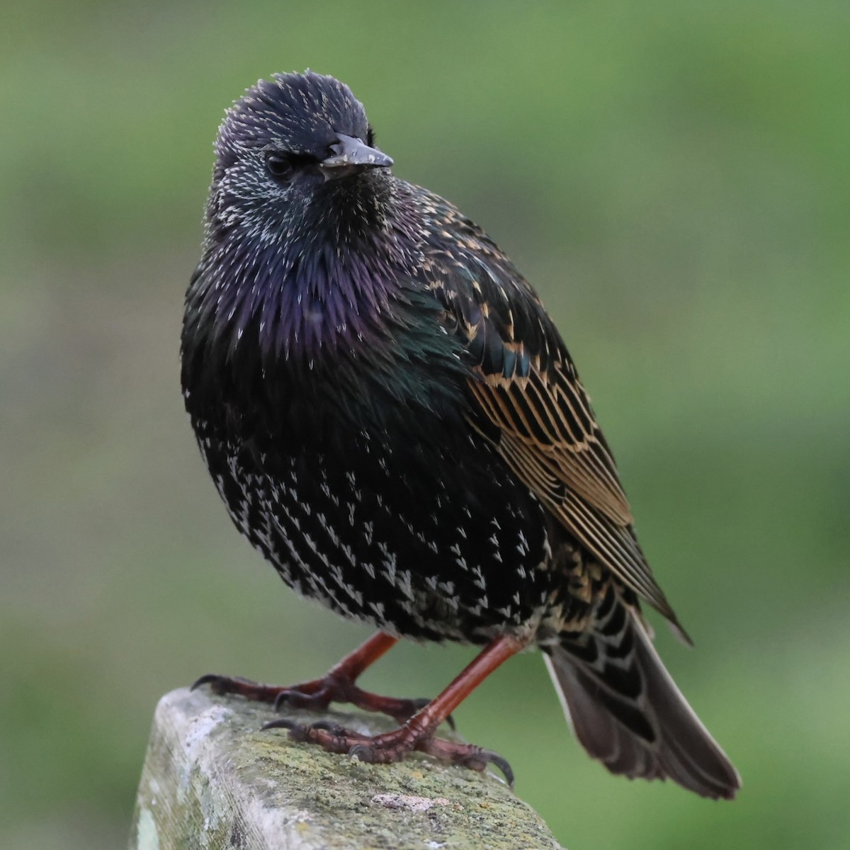 European Starling - ML627794673