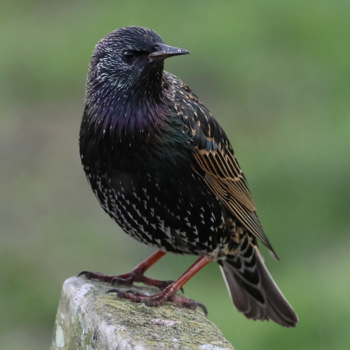 European Starling - ML627794675