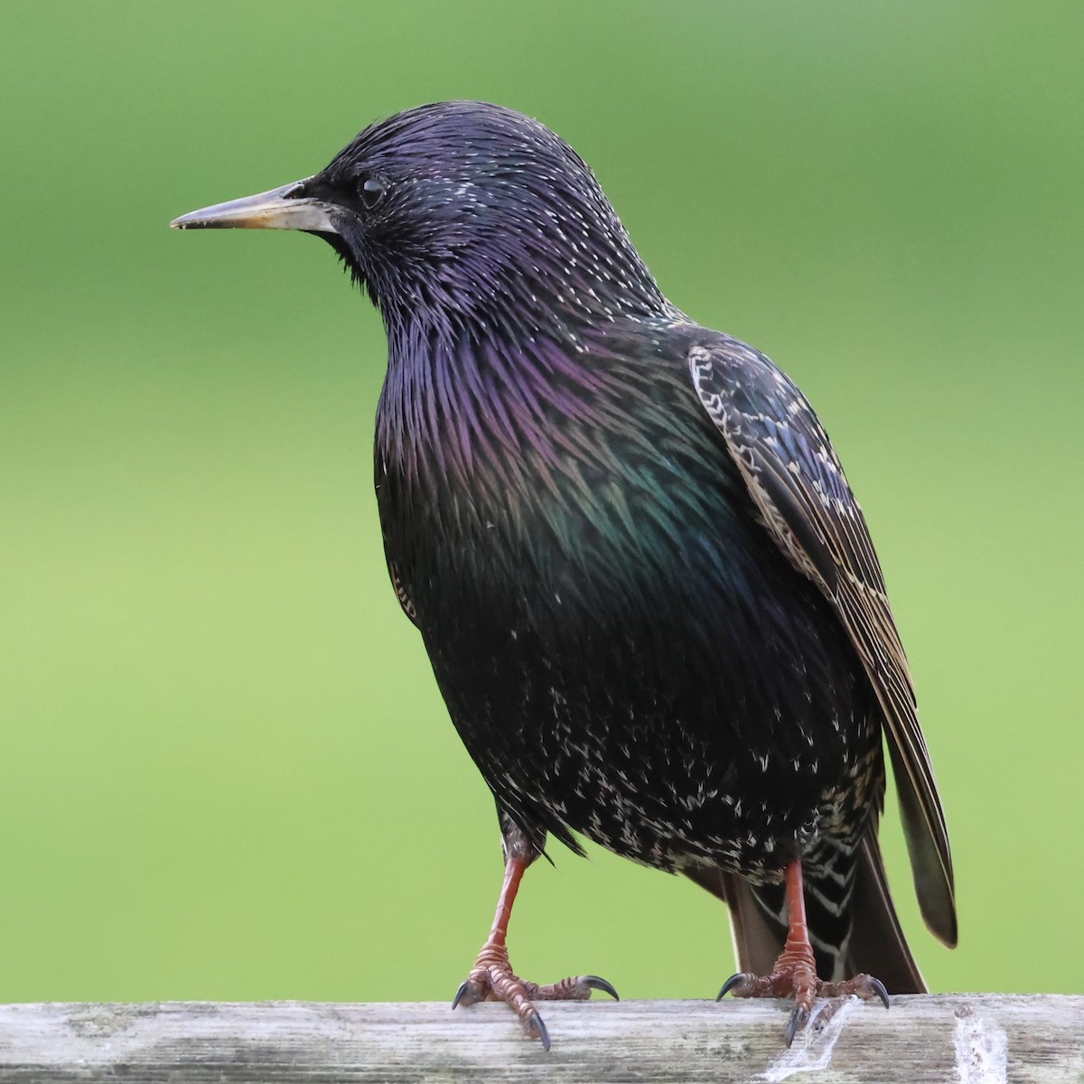 European Starling - ML627794676