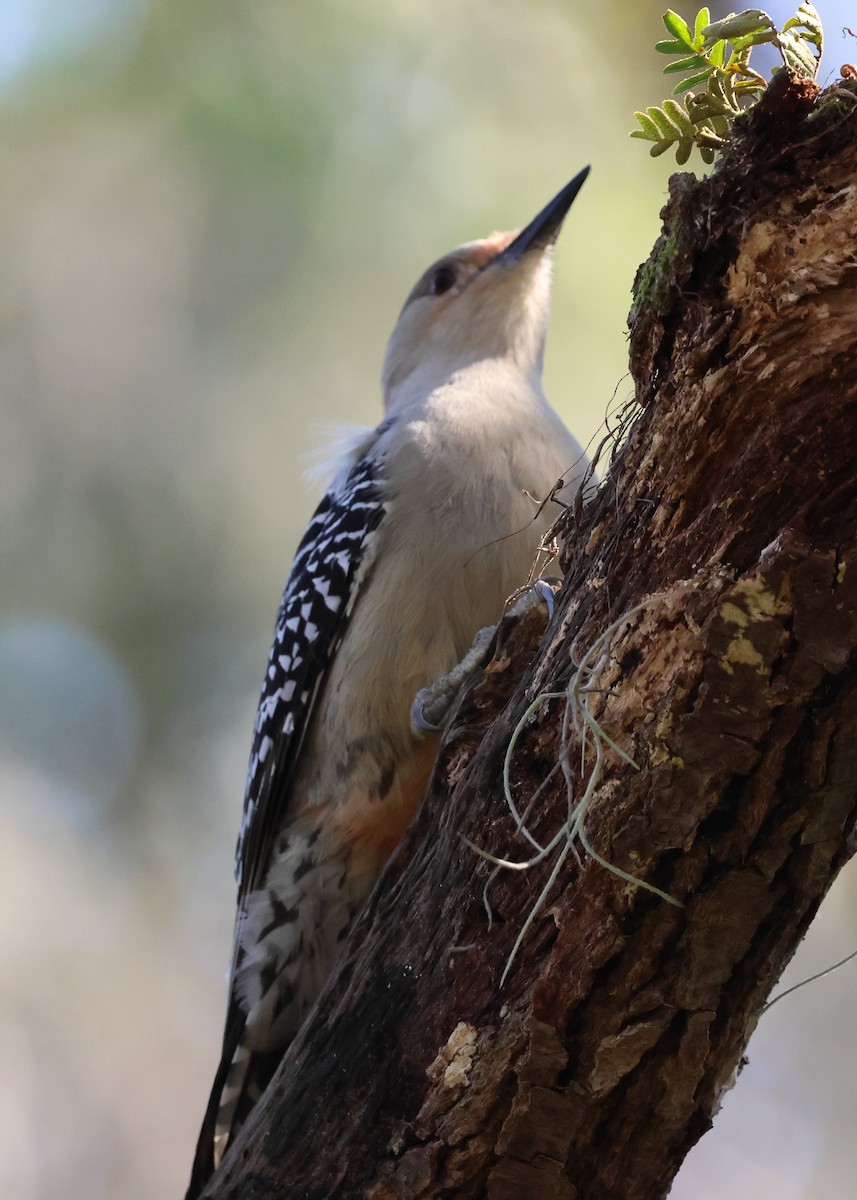 Red-bellied Woodpecker - ML627794688