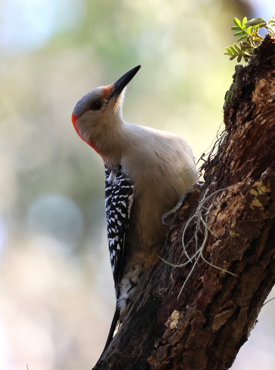 Red-bellied Woodpecker - ML627794689