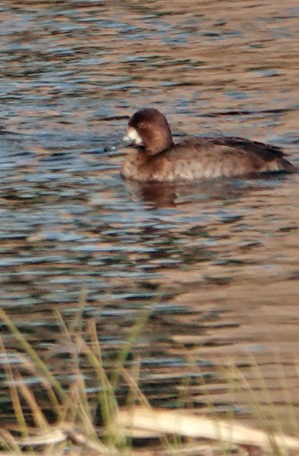 Lesser Scaup - ML627794725