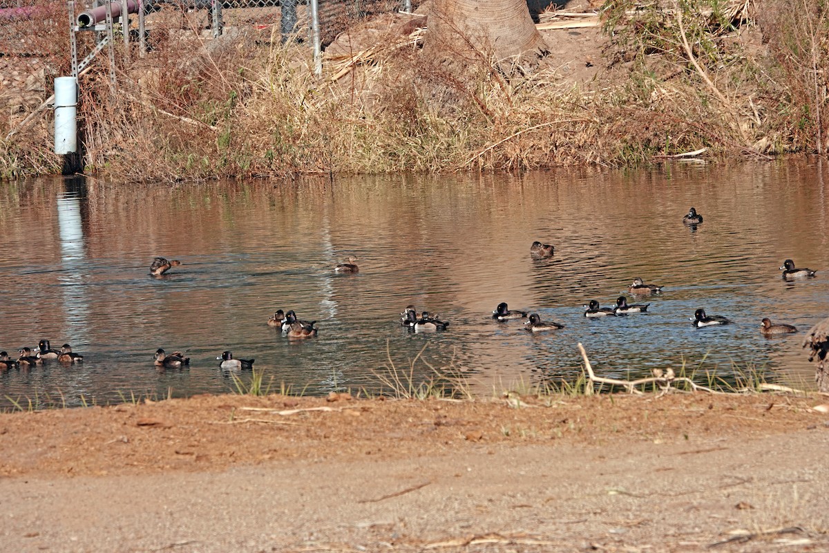 Ring-necked Duck - ML627794728