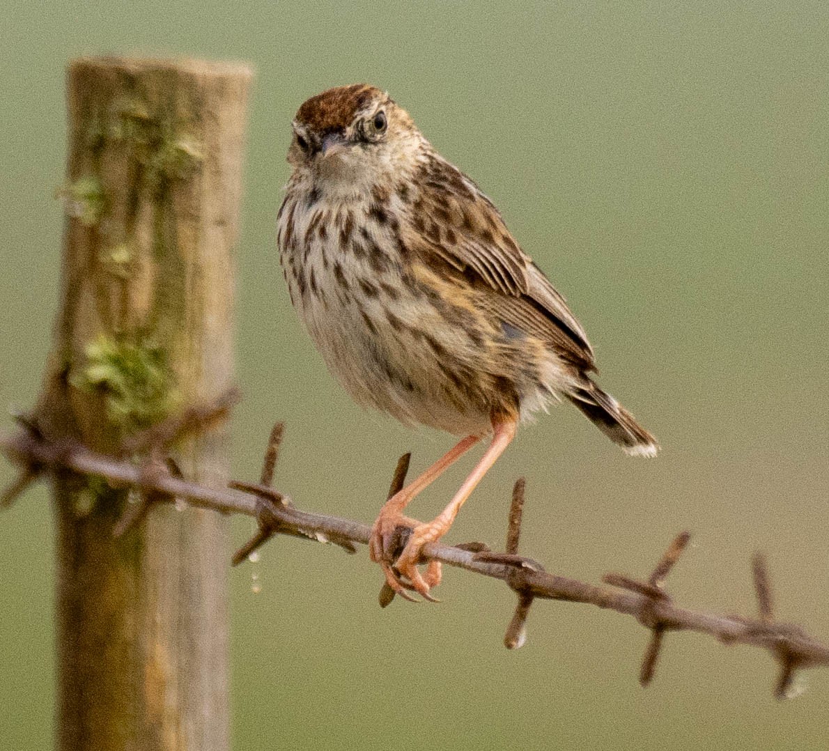 Cloud Cisticola (Cape) - ML627794733