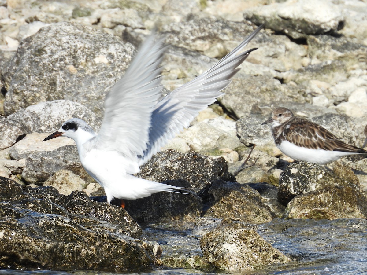 Forster's Tern - ML627794748