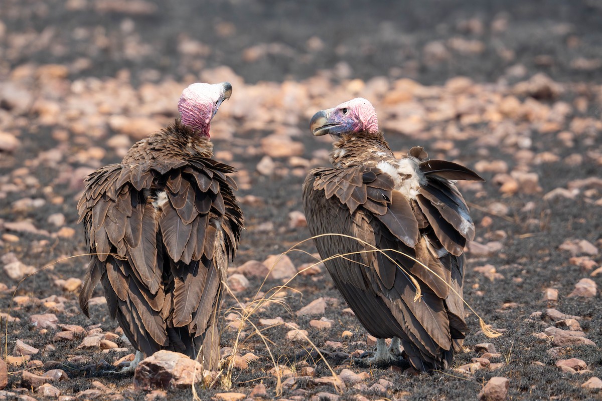 Lappet-faced Vulture - ML627794765