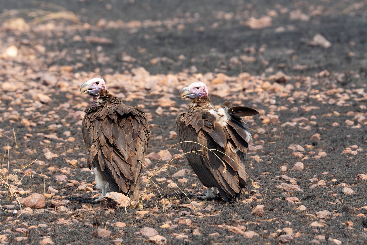 Lappet-faced Vulture - ML627794766