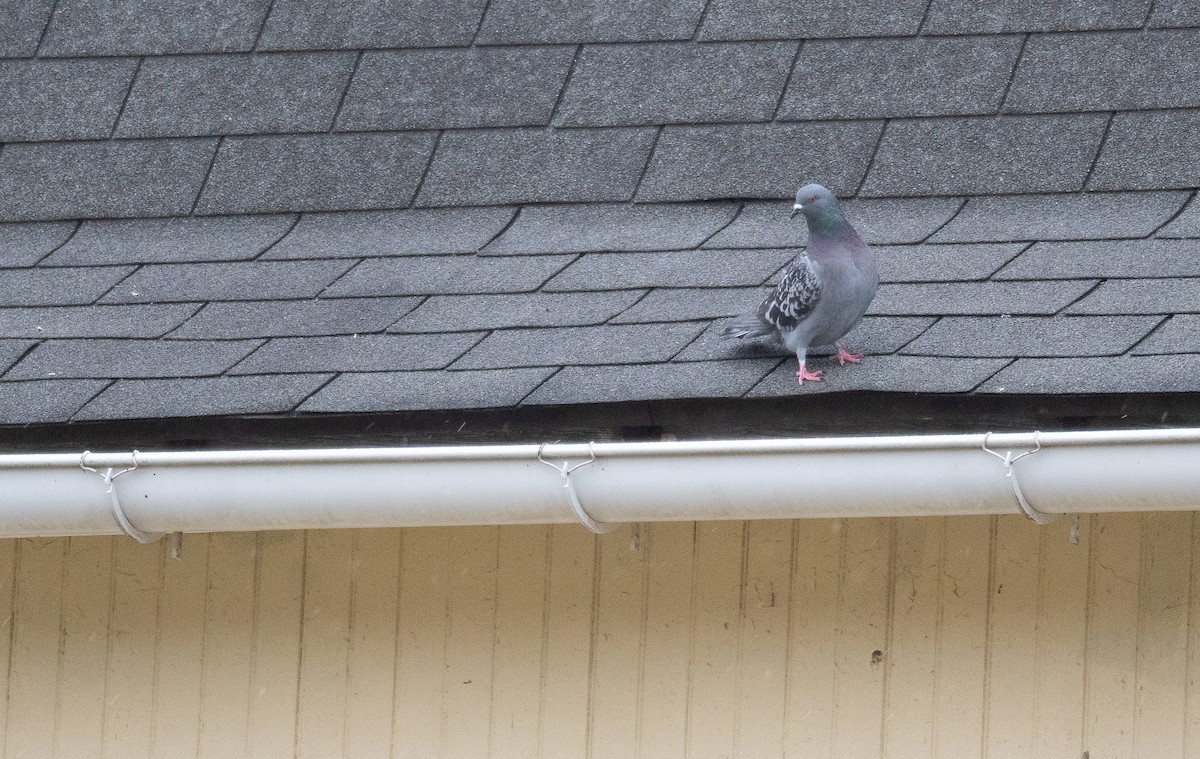 Rock Pigeon (Feral Pigeon) - ML627794786