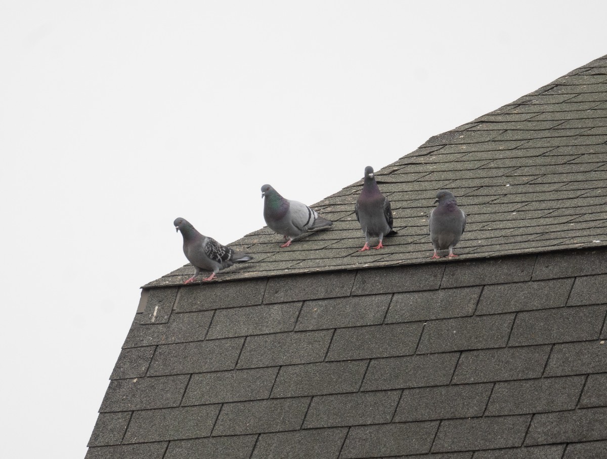 Rock Pigeon (Feral Pigeon) - ML627794787