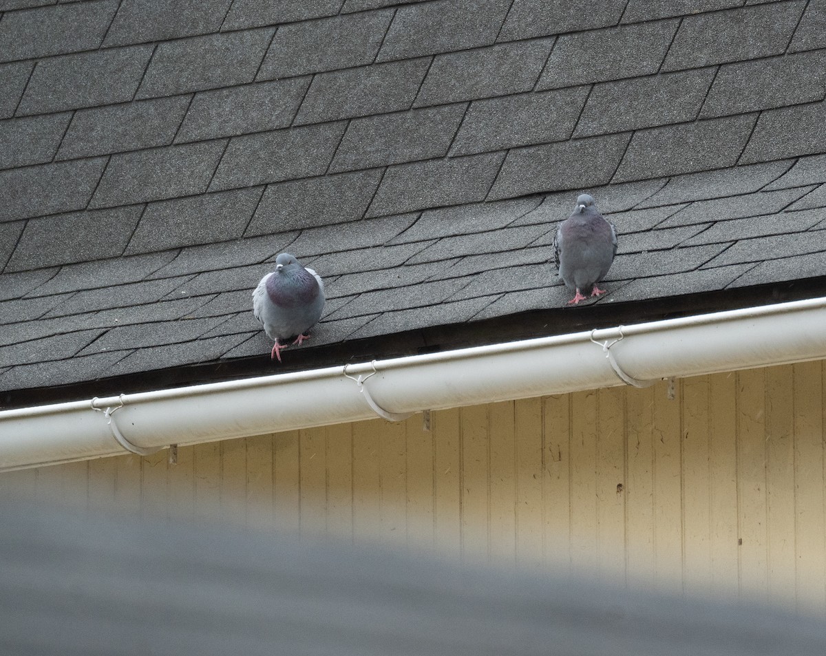 Rock Pigeon (Feral Pigeon) - ML627794788