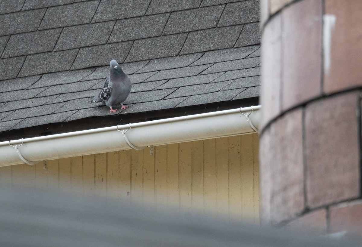 Rock Pigeon (Feral Pigeon) - ML627794789