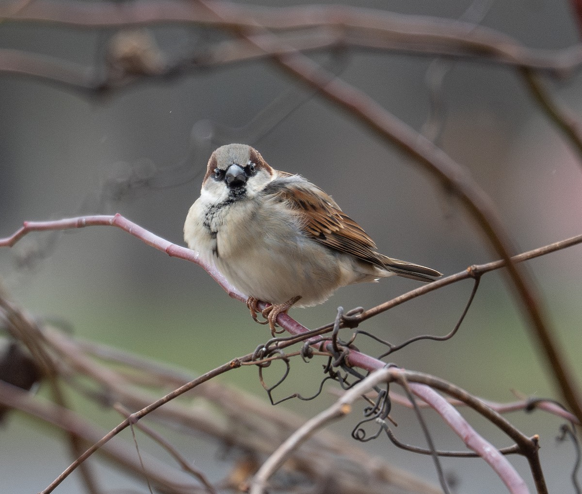 House Sparrow - ML627794791