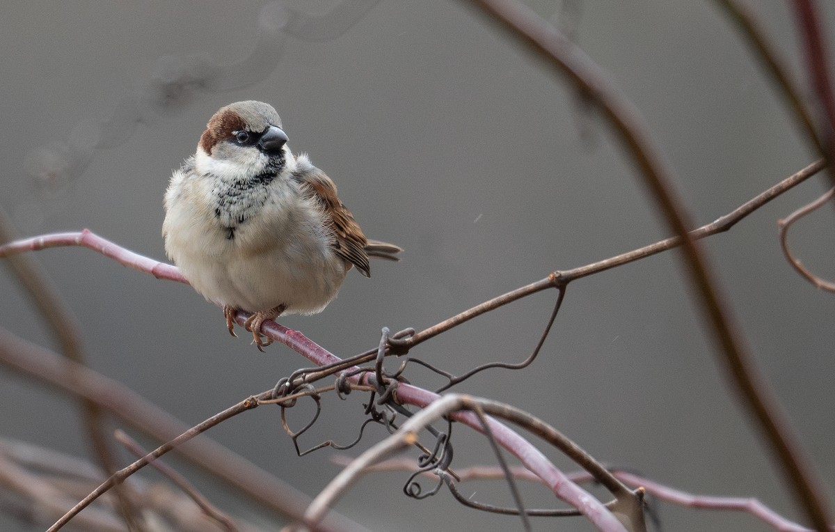 House Sparrow - ML627794792