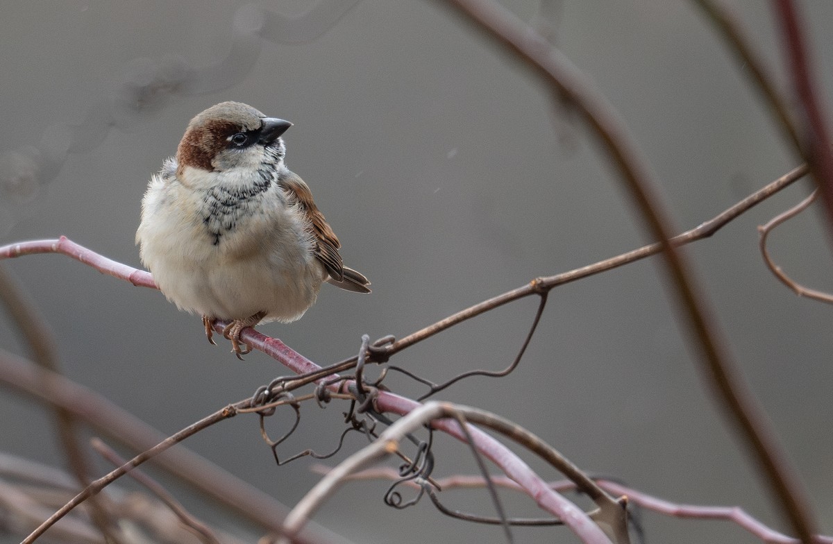 House Sparrow - ML627794793