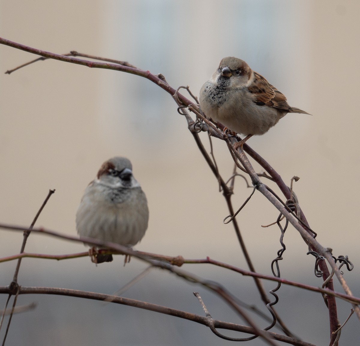 House Sparrow - ML627794794