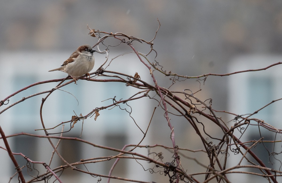 House Sparrow - ML627794796