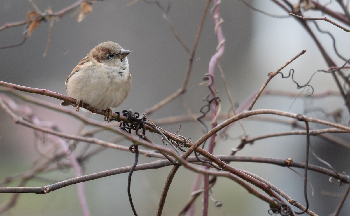 House Sparrow - ML627794797